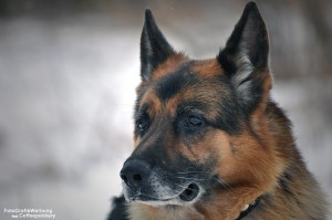 Deutscher Schäferhund - German Shepherd